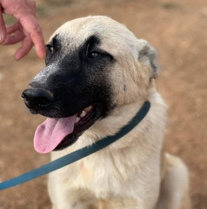 Romero, geb. ca. 12 2021, in GRIECHENLAND, auf Gelände, auf dem die Hunde notdürftig versorgt werden