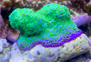 Aquarium Meerwasser Ableger Korallen Acropora Montipora 