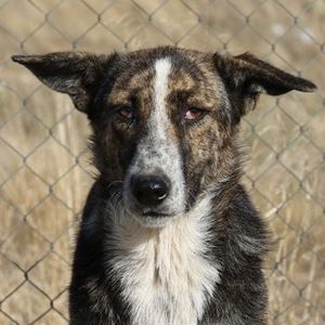 Usta, geb. ca. 06 2022, in GRIECHENLAND, auf Gelände, auf dem Hunde notdürftig versorgt werden