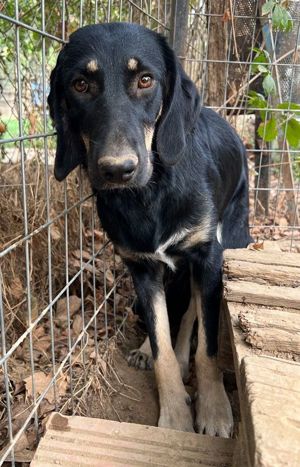 Blueberry, geb. ca. 06 2023, lebt in GRIECHENLAND, auf einer privaten Pflegestelle Bild 9