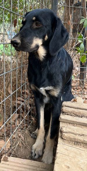 Blueberry, geb. ca. 06 2023, lebt in GRIECHENLAND, auf einer privaten Pflegestelle Bild 2