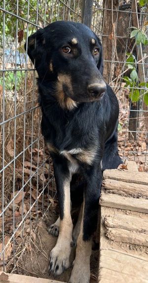 Blueberry, geb. ca. 06 2023, lebt in GRIECHENLAND, auf einer privaten Pflegestelle Bild 4