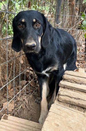 Blueberry, geb. ca. 06 2023, lebt in GRIECHENLAND, auf einer privaten Pflegestelle Bild 6