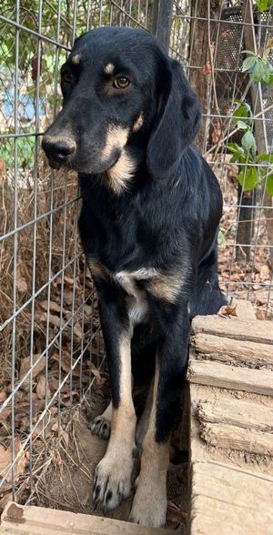 Blueberry, geb. ca. 06 2023, lebt in GRIECHENLAND, auf einer privaten Pflegestelle Bild 3