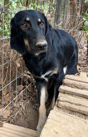 Blueberry, geb. ca. 06 2023, lebt in GRIECHENLAND, auf einer privaten Pflegestelle Bild 5