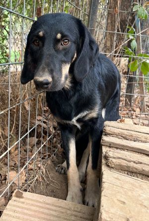 Blueberry, geb. ca. 06 2023, lebt in GRIECHENLAND, auf einer privaten Pflegestelle Bild 7