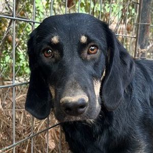 Blueberry, geb. ca. 06 2023, lebt in GRIECHENLAND, auf einer privaten Pflegestelle