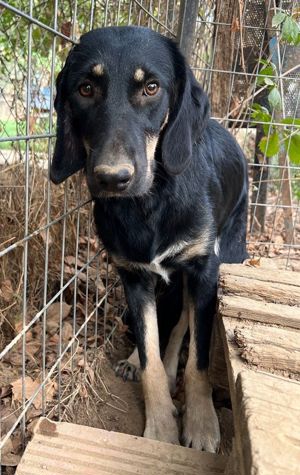 Blueberry, geb. ca. 06 2023, lebt in GRIECHENLAND, auf einer privaten Pflegestelle Bild 8