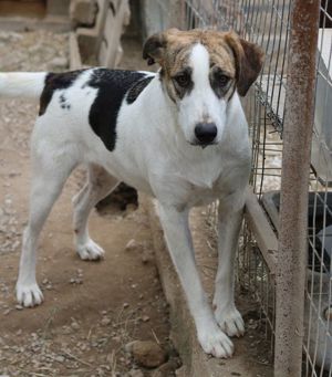 Mariela, geb. ca. 02 2022, lebt in GRIECHENLAND, im städt. Tierheim Serres Bild 7