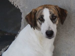 Mariela, geb. ca. 02 2022, lebt in GRIECHENLAND, im städt. Tierheim Serres Bild 2