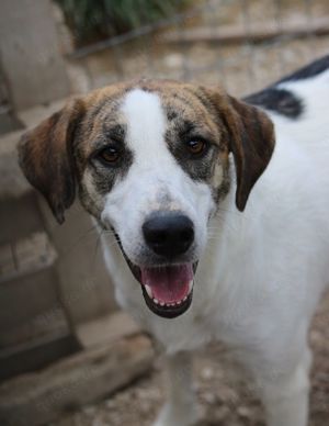 Mariela, geb. ca. 02 2022, lebt in GRIECHENLAND, im städt. Tierheim Serres Bild 4