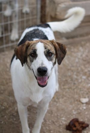 Mariela, geb. ca. 02 2022, lebt in GRIECHENLAND, im städt. Tierheim Serres Bild 6