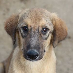Sophia, geb. ca. 03 2024, lebt in GRIECHENLAND, im städt. Tierheim Serres