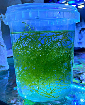Meerwasser-, Salzwasser Makroalge: Drahtalge, Grünalge (chaetomorpha linum) Bild 5