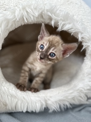 Reinrassige Bengal Kitten