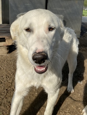 Gwendolyn, geb. ca. 04 2021, lebt in GRIECHENLAND, im städt. Tierheim Serres