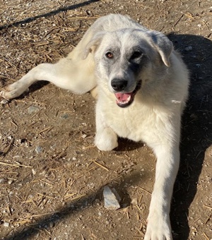 Charlina, geb. ca. 04 2021, lebt in GRIECHENLAND, im städt. Tierheim Serres 