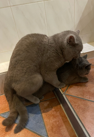 BKH Deckkater Bild 6