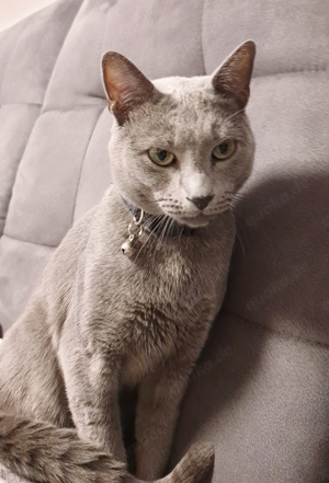 Deckkater  Russisch Blau  reinrassig  Bild 5