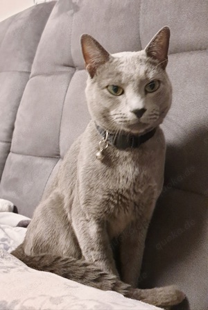 Deckkater  Russisch Blau  reinrassig  Bild 4