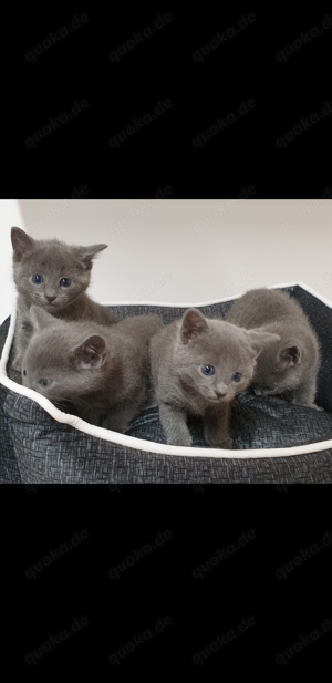 Deckkater  Russisch Blau  reinrassig  Bild 8