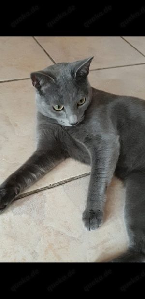 Deckkater  Russisch Blau  reinrassig  Bild 3