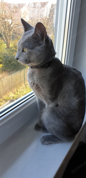 Deckkater  Russisch Blau  reinrassig  Bild 2