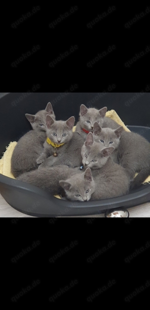 Deckkater  Russisch Blau  reinrassig  Bild 6