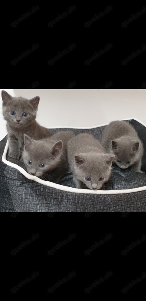 Deckkater  Russisch Blau  reinrassig  Bild 7