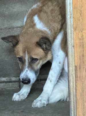 Joshi E ca. 47 cm   hat einige Sorgen im Gepäck