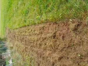 Schlegelmulcher zu vermieten Bild 2