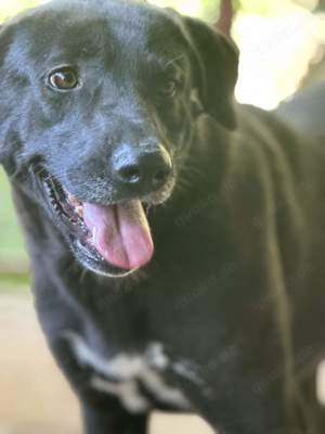 Grace S ca. 50 cm   die Unsichere