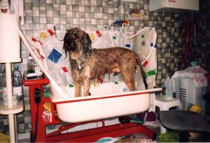 Hundesalonausstattung Bild 4
