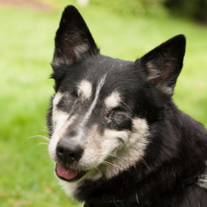 Amori, 9 Jahre - Corgi-Husky-Mix - Tierhilfe Franken e.V.