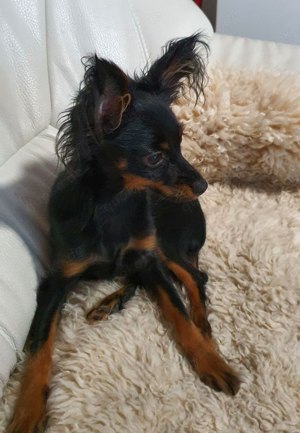 Russkiy Toy, Toy Terrier, Hündin, wie Papillon, Chihuahua