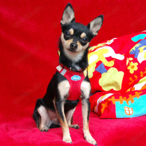  Rocky Balboa- Chihuahua- 1 Jahr-Tierhilfe Franken e.V.