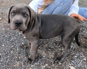 Cane Corso Welpe 