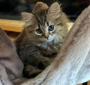 BKH BLH Schmusebärchen in point und tabby suchen Kuschelplatz