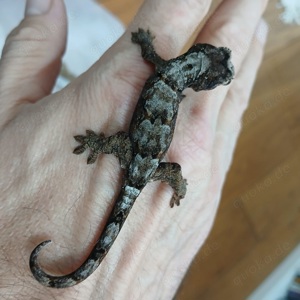 Chahoua Gecko (Mainland) NZ 24