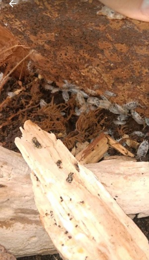 Panda asseln  Bild 2