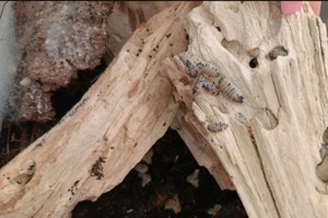 Panda asseln  Bild 3