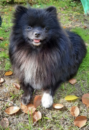 Pomeranian Zwergspitz