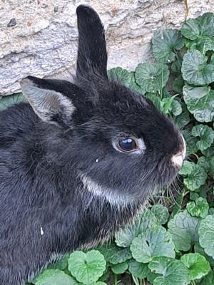 Zwergkaninchen weißgranne männlich