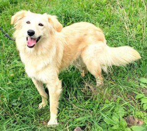 Mini Golden Retriever Mix Hündin 14Mon 45cm 15kg Ausreise nach Adoption Video