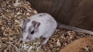 Rennmäuse Gerbils