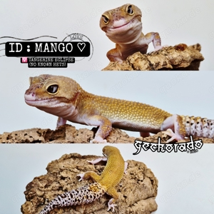 0.1 Leopardgecko Weibchen - Tangerine Eclipse 