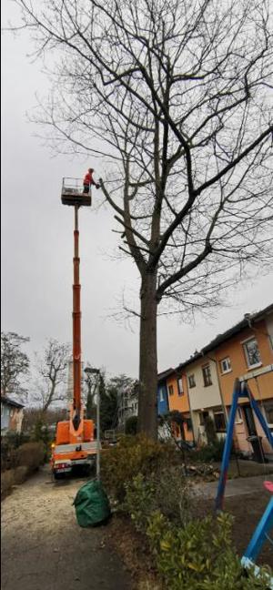 Baumfällungen,Baumspflege,Obstbaumschnitt Bild 2