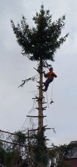 Baumfällungen,Baumspflege,Obstbaumschnitt