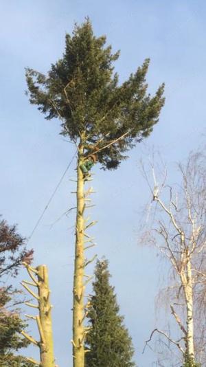 Baumfällungen,Baumspflege,Obstbaumschnitt Bild 4
