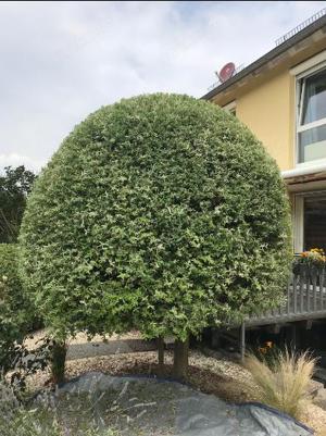 Baumfällungen,Baumspflege,Obstbaumschnitt Bild 5